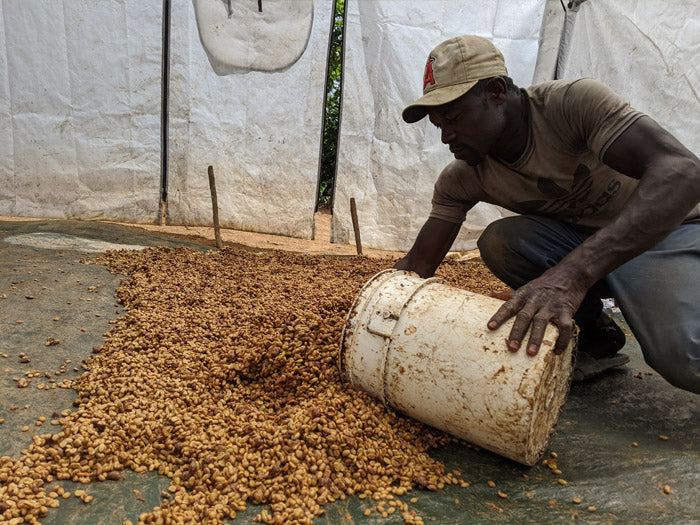 Haitian Blue Mountain (grain)